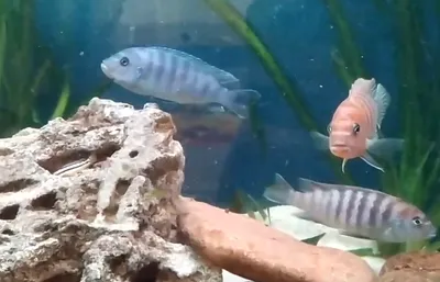 Хищные аквариумные рыбки
