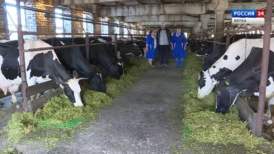 Молочная продуктивность коров - факторы увеличение надоев