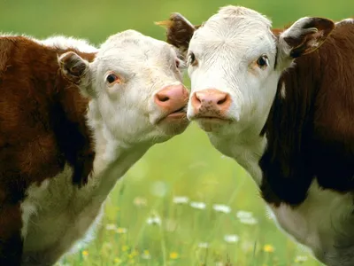 Эффективные микроорганизмы в кормлении крупного рогатого скота и свиней