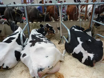 Трихомоноз у коров: симптомы, лечение КРС