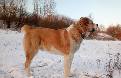 Алабая красный щенок красный САО или красная среднеазиатская овчарка.: $100 - Копайгородские собаки на Olx