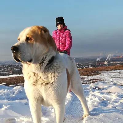 Собака крупнее собаки (64 фото) - картинки sobakovod.club
