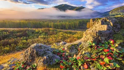 Дышал бы этим простором»: зачем туристам ехать в Алтайский край