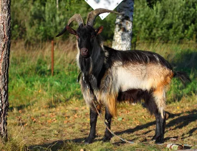 Альпийская порода коз фото