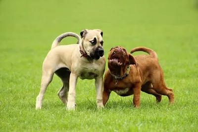 Знакомство с бурбулем – собакой южноафриканских фермеров | Усы, лапы, хвост  | Пульс Mail.ru