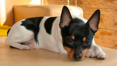 Той-фокстерьер - описание породы собак: характер, особенности поведения,  размер, отзывы и фото - Питомцы Mail.ru