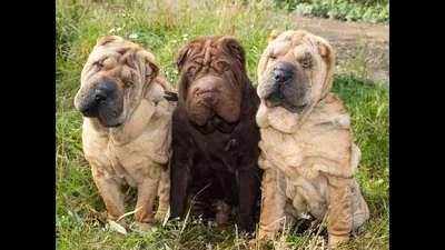 Порода собак шарпей: фото и описание, характеристика, цена