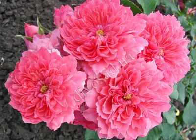 www.divosad.com.ua - Каталог - Штамбовые розы ампельной формы