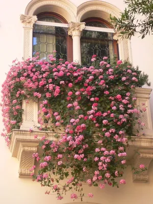 Плетистая роза на балконе (78 фото) » НА ДАЧЕ ФОТО