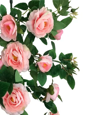Ампельные розы фото