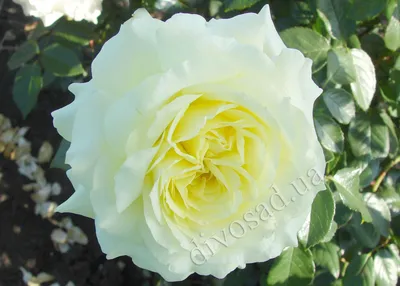 www.divosad.com.ua - Каталог - Штамбовые розы ампельной формы