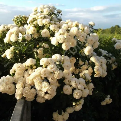Роза парковая Artemis (Артемис) 890 руб. AGRO1118