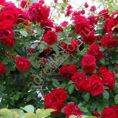 Роза плетистая Amadeus (Амадеус) 690 руб. AGRO1254