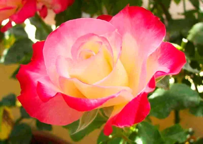 Розы - Комнатные растения и садовые цветы - Rastenievod.com