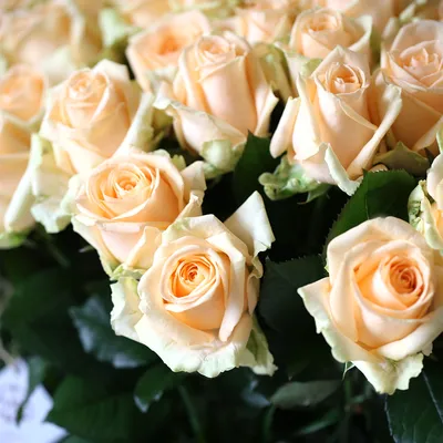 Красивые розы Пич Аваланш в СПб дешево. Заказать свежие розы недорого с  доставкой. Купить розы в Санкт-Петербурге в интернет магазине. Доставка роз  24 часа