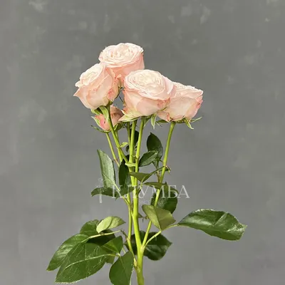 Пионовидная кустовая роза — купить в Екатеринбурге