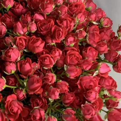 Красивые розы в СПб дешево. Заказать свежие розы недорого с доставкой.  Купить розы в Санкт-Петербурге в интернет магазине. Доставка роз до 22 часов