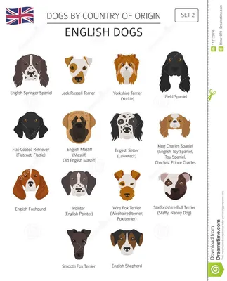 Собаки страной происхождения Английские породы собаки Templ Infographic  Иллюстрация вектора - иллюстрации насчитывающей ñ€ð°ð·ð²ðµð, ð¸ðºoð½ð°:  112122636