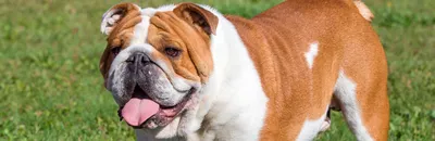 Английские породы собак: список с фото и названиями | «Дай Лапу»