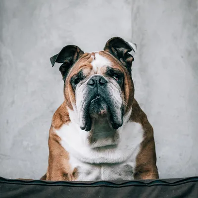 Английский фоксхаунд - порода, описание, фото, содержание, особенности породы  собак