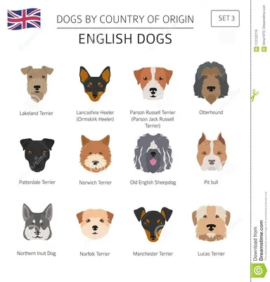 Собаки страной происхождения Английские породы собаки Templ Infographic  Иллюстрация вектора - иллюстрации насчитывающей ñ ñ€ð, ðµð»ñœñ‚ðµñ€ñœðµñ€:  112122710