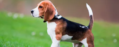 Английский сеттер: фото и описание породы собак