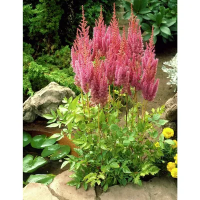 Астильба китайская Superba Astilbe chinensis Superba - купить сорт в  питомнике, саженцы в Санкт-Петербурге