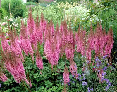 Purple Astilbe chinensis \" Superba Stock Photo - Alamy