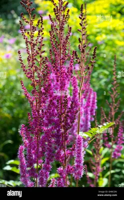 Astilbe chinensis var. taquetii 'Superba' - Vyšniauskų gėlės