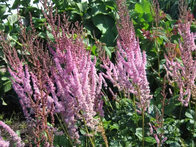 Astilbe chinensis 'Superba' 1gal - Cavano's Perennials