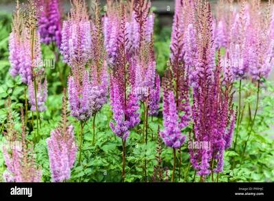 Purple Astilbe chinensis \" Superba Stock Photo - Alamy