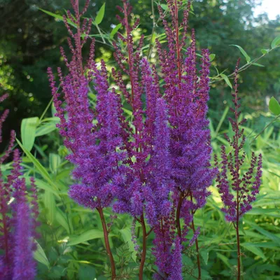 Pluimspirea - Astilbe chinensis 'Superba' - Spirea - kopen bestellen -  StaudenOnline.de