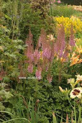 Astilbe chinensis var. taquetii 'Superba' | Marwood Hill Gardens
