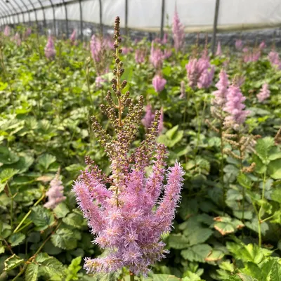 Astilbe Chinensis Superba - McLarens Nurseries Ltd