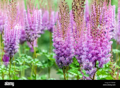 Купить – Астильба китайская Astilbe chinensis Superba | из Питомника Сады  Бахмута