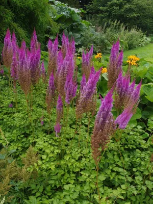 Astilbe taquetii 'Superba' - The Beth Chatto Gardens