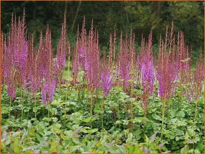 astilbe chinensis taquetii superba | Jardin Dion