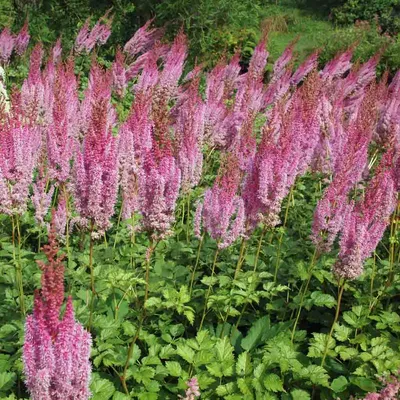 Astilbe and hosta -Fotos und -Bildmaterial in hoher Auflösung – Alamy