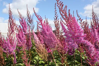 Astilbe chinensis 'Superba' 1gal - Cavano's Perennials