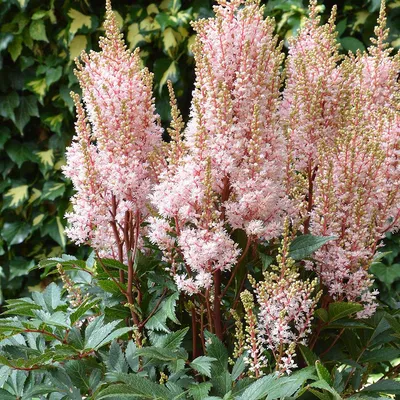 Astilbe, an ideal perennial for shade