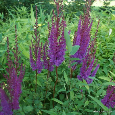 Astilbe chinensis 'Taquetii Superba' (Astilbe de Chine) | Produits de  jardinage en ligne