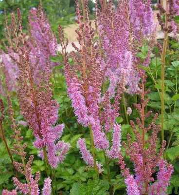 Astilbe chinensis 'Superba' (Pluimspirea, prachtspirea) | De Tuinen van  Appeltern