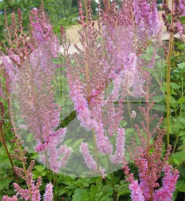 ASTILBE chinensis var. taquetii 'Superba', humide,rose-Le Jardin d'Eau