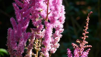 Astilbe chinensis 'Superba' 1gal - Cavano's Perennials