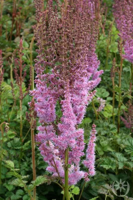 https://gartenhit24.de/prachtspiere-astilbe_2