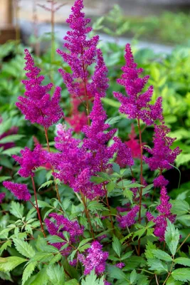 Chinesischer astilbe -Fotos und -Bildmaterial in hoher Auflösung – Alamy