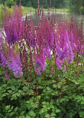 Astilbe chinensis- hiina astilbe 'Superba' – Järvselja Õppe- ja  Katsemetskond