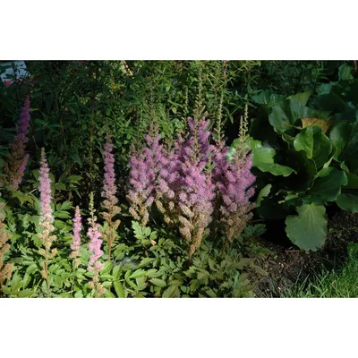 Kerzenspiere 'Superba' Astilbe chin.var.taquetii 'Superba' | Pflanzen