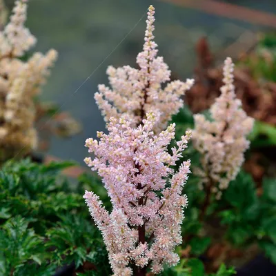 Астильба Chinensis Superba, Astilbe chinensis Superba, цена 65 грн —  Prom.ua (ID#1423565051)