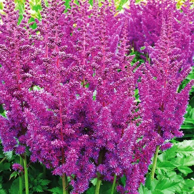 Astilbe Prachtspiere Superba 1 st. - Preise und Meinungen - Online-Shop für  Blumenzwiebeln